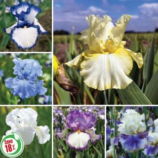 Reblooming Iris Collection Thumbnail